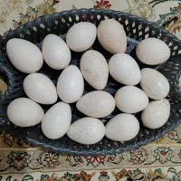 تخم بوقلمون نطفه دار|حیوانات مزرعه|زابل, |دیوار