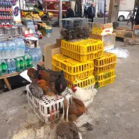 خرید و فروش انواع پرندگان
