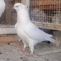 ماده کلدار پرشی|پرنده|قم, نخودی|دیوار