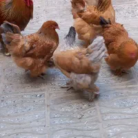 تخم نطفه دار مرغ خروس برهما