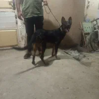 سگ ژرمن