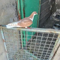 دو عدد کبوتر