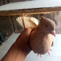 کبوتر|پرنده|لالی, |دیوار