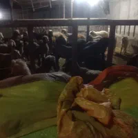 فروش بره|حیوانات مزرعه|وحدتیه, |دیوار