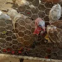 بوقلمون|حیوانات مزرعه|تاکستان, |دیوار