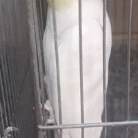 فروش عروس هلندی در نژاد های مختلف|پرنده|بوانات, |دیوار