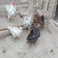 مرغ