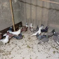 ۱۰ جفت کفتر پرشی