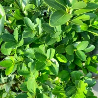 شمشاد|خدمات باغبانی و درختکاری|پیربازار, |دیوار