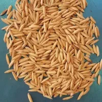 بذر ندا بوجار شده