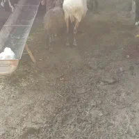 گوسفند بره دار زل