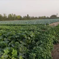 ۳هکتار زمین کشاورزی سنددار مناسب گلخانه|فروش زمین و ملک کلنگی|هشتگرد, هشتگرد قدیم|دیوار