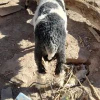 بره نر جری|حیوانات مزرعه|زاهدان, |دیوار