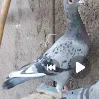 دانه ۲۵۰۰۰۰