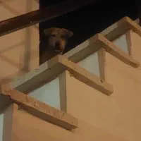 توله سگ عراقی. اصیل|سگ|تهران, افسریه شمالی|دیوار