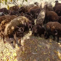 فروش فوری گوسفند میش فشندی افشاری