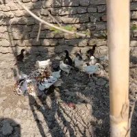 جوجه مرغ محلی|حیوانات مزرعه|مینودشت, |دیوار