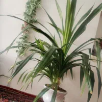 گل طبیعی بزرگ