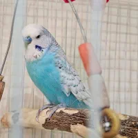 مرغ عشق انگلیسی