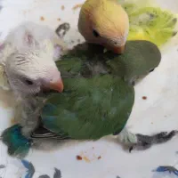 کوتوله برزیلی