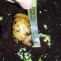 فروش حلزون بزرگ|خزنده|ارومیه, |دیوار