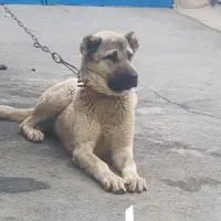 سگ سراب|سگ|قدس, شهرک صنعتی زاگرس|دیوار