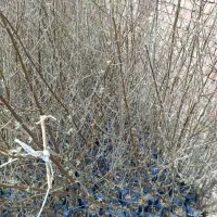 انواع نهال های خوشه ای سنجد گلدانی کاشت تابستانی