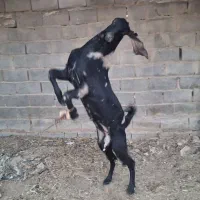 مری اصل|حیوانات مزرعه|هیرمند, |دیوار