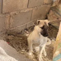 سگ پاکوتاه مفت مفت|سگ|سنگدوین, |دیوار