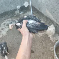 خروس لاری و جوجه لاری