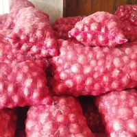 پیاز فلات|خدمات باغبانی و درختکاری|مانه, |دیوار