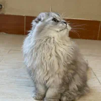 گربه|گربه|شیراز, نارنجستان|دیوار