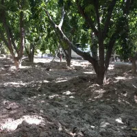 کار در ویلا باغ