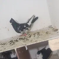 کفتر به شرط ضمانت|پرنده|مشهد, رده|دیوار