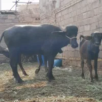 گاومیش فحل مال جنی