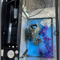 آکواریوم مینیمال|ماهی|اهواز, نادری|دیوار