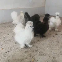 ابریشمی کوپال|حیوانات مزرعه|کاشمر, |دیوار