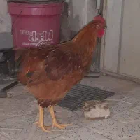 خروس|حیوانات مزرعه|چهاردانگه (تهران), |دیوار
