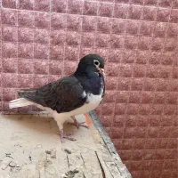 کبوتر شهری|پرنده|شیراز, شهرک والفجر|دیوار