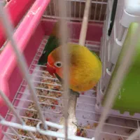 یک جفت طوطی برزیلی مولد