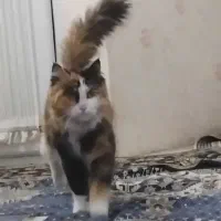 واگذاری فوری  پرشین ماده فحل شده