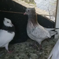 کبوتر|پرنده|چناران, |دیوار