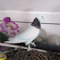 کبوتر طوقی هفت رنگ نر|پرنده|خمینی‌شهر, |دیوار