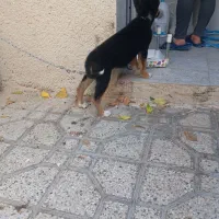 سگ دوبرمن