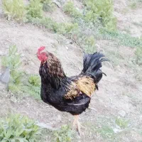 خروس محلی