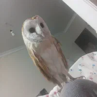 گمشده|حیوانات|کرج, اصفهانی‌ها|دیوار