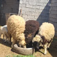 گوسفند و بره