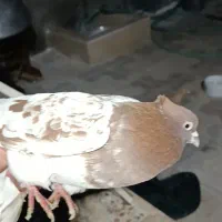 کبوتر رنگی