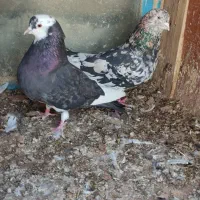 سرور پرشی|پرنده|بوکان, |دیوار