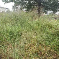 علفتراشی با دستگاه علفتراش|خدمات باغبانی و درختکاری|کلاچای, |دیوار